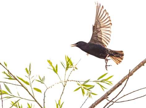 European or common starling, sturnus vulgaris, flying away in white background