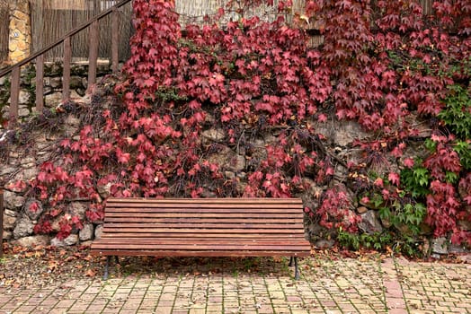 Lone wooden bench in front of ivy. autumn colours, wood, iron, brown-green, wood, soliratio, empty space