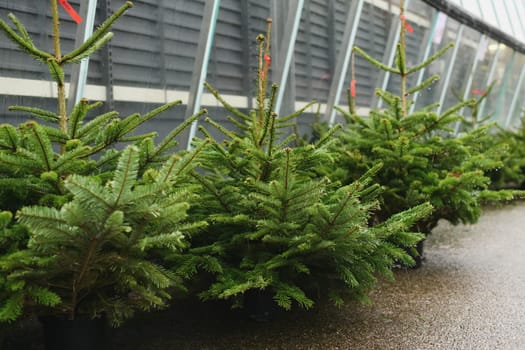 Christmas trees for sale on a market