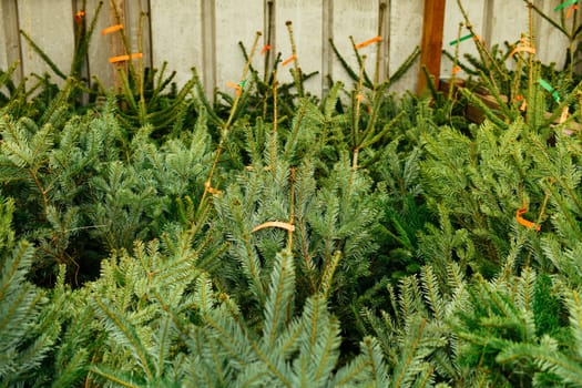Christmas trees for sale on a market