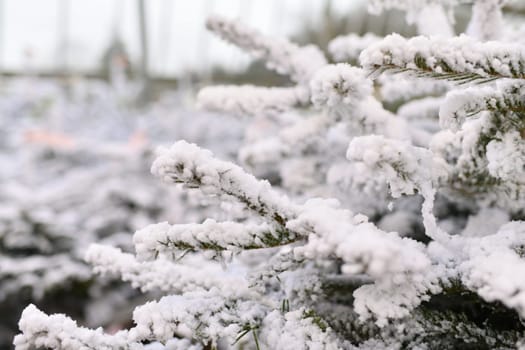 White christmas artificial trees for sale on a shop