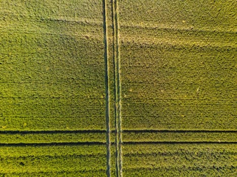 Aerial view of a field with grain with tractor tracks, Germany