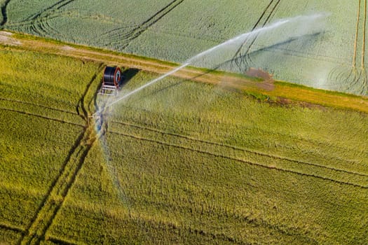 Irrigation with sprinklers on a field with grain, aerial view, Germany