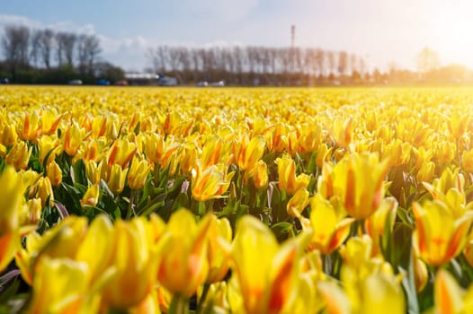 Yellow tulips blooming in springtime field. Beautiful bright yellow tulip in the middle of a field. Blossoming tulip fields in a dutch, Netherlands.