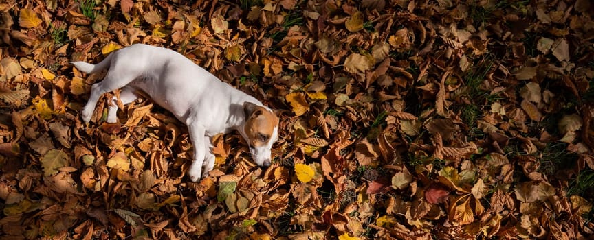 Dog jack russell terrier lies in the fallen leaves on a walk in the autumn park. View from above