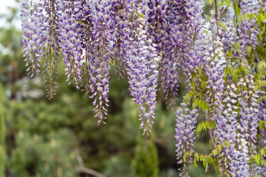 Blooming Wisteria Sinensis with classic purple flowers in full bloom in hanging racemes against a green background. Garden with wisteria in spring