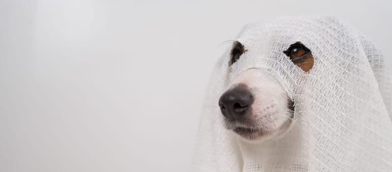 Dog Jack Russell Terrier in a ghost costume on a white background