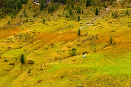 Beautiful valley covered with green grass carpet.
