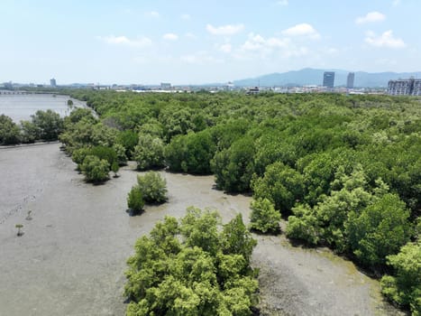 Green mangrove forest capture carbon dioxide. Net zero emissions. Mangroves capture CO2 from atmosphere. Blue carbon ecosystems. Aerial view mangrove trees and mudflat coastal. Natural carbon sinks.