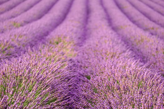 The enchanting vista of a lavender field, where perfectly aligned rows reveal a dreamlike panorama of vibrant purple flowers