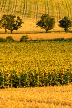 Amazing view on the hill with sunflower and wheat field