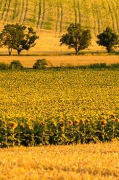 Amazing view on the hill with sunflower and wheat field