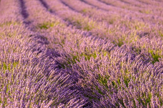 A dreamlike panorama of a lavender field with straight rows and the vibrant purple flowers