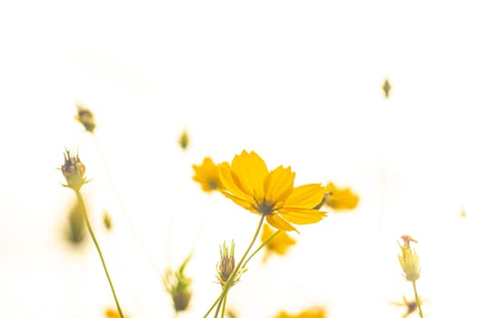 Beautiful cosmos flower. Spring background with beautiful yellow flowers.