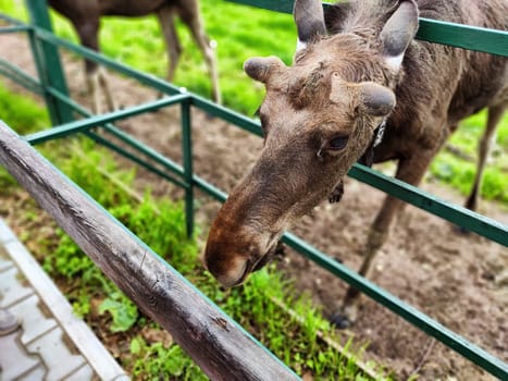 Moose at the special moose farm in Kostroma region in forest in Russia. Yound elk in zoo with visitors