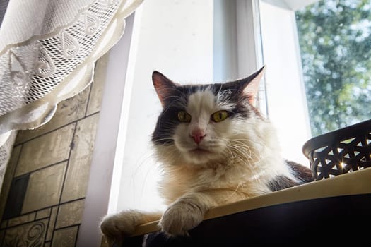 A black and white cat lies on the windowsill in cardboard box and the light from the window