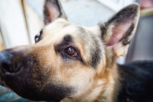 Portrait and muzzle of a large German Shepherd dog on the balcony. The Eastern European Shepherd dog sitting high above the yard of the house