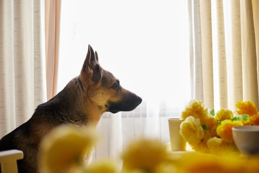 Dog German Shepherd inside of room with yellow flowers. Russian eastern European dog veo indoors