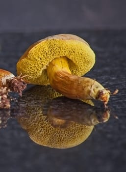 The Boletus edulis mushroom grows in well drained soil under broadleaved trees, especially oaks.