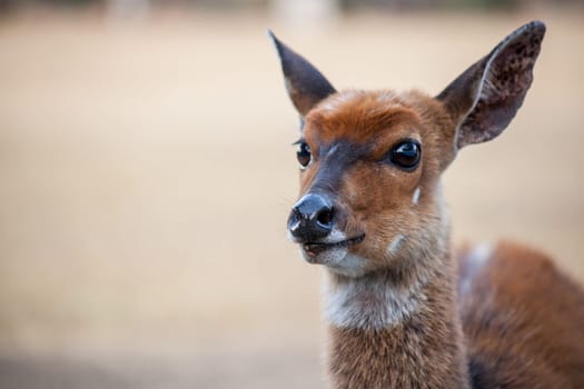 Close-up image of a young female Bushbuck (Tragelaphus scriptus) in the Royal Natal National Park, Kwa-Zulu Natal Privince South Africa