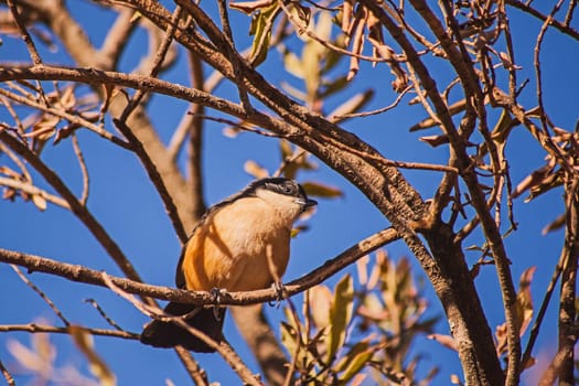 Southern Boubou (Laniarius ferrugineus) in the Royal Natal National Park, KwaZulu-Natal Province South Africa