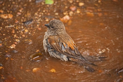 Southern Grey-headed Sparrow (Passer diffusus) bathing in a shallow pool in Kruger National Park. South Africa