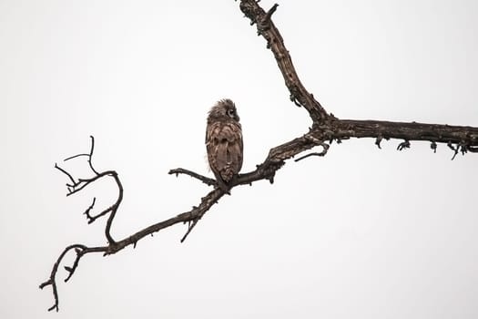 A wet Verreaux Eagle Owl (Bubo lacteus) perched on a dead tree, on a rainy morning