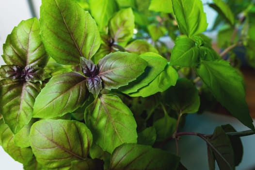 Fresh basil leaves top view. Home bush of delicious basil in a pot. Growing healthy greens at home.