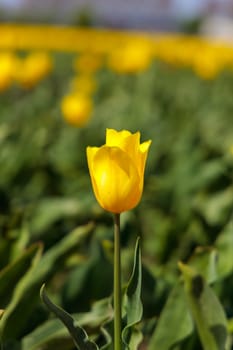 A single vibrant yellow tulip in a field