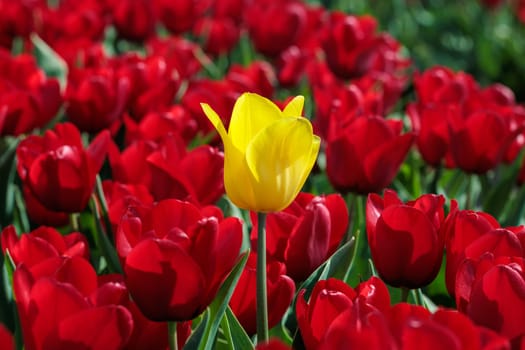 A single vibrant yellow tulip in a field of red tulips in Netherlands