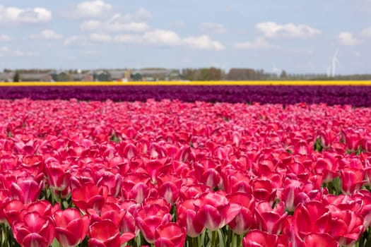 A field of vibrant pink tulips in Netherlands