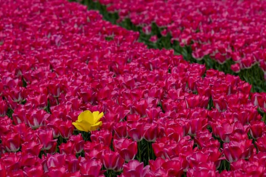 A single vibrant yellow tulip in a field of pink tulips.