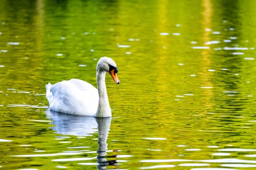 A white swan peacefully gliding through crystal clear waters in a serene pond.