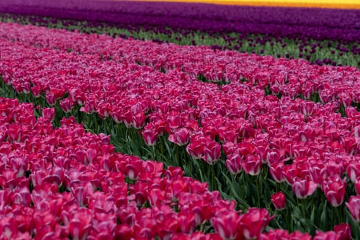 A field of vibrant pink tulips in Netherlands