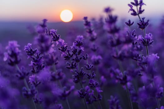 Lavender flower background. Violet lavender field sanset close up. Lavender flowers in pastel colors at blur background. Nature background with lavender in the field