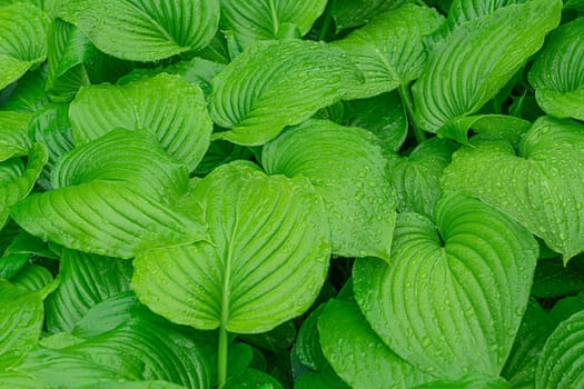 leaf hosts with raindrops close up as background. High quality photo