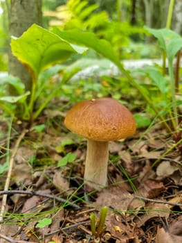 Season two porcini white mushrooms in forest. Autumn season pick up mushrooms.