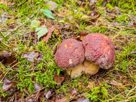 Season two porcini white mushrooms in forest. Autumn season pick up mushrooms.