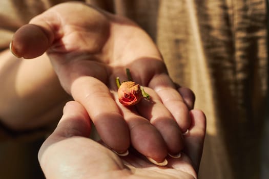 Photo two female hands with dry rose romance. Ocher color. Romance. tenderness. Relationship LGBT.