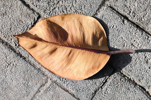 Exotic dry brown leaf lies on gray paving stones, close-up, top view