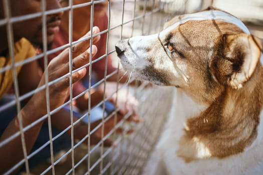 Hands, fence and dog in shelter for adoption, black man looking at homeless puppy at charity. Pet care, love and compassion, volunteer at animal shelter with abandoned dogs in veterinary clinic cage