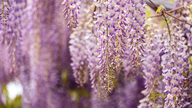 Blooming Wisteria Sinensis with scented classic purple flowersin full bloom in hanging racemes closeup. Garden with wisteria in spring.