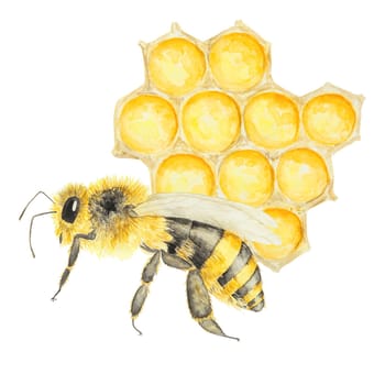 Watercolor illustration of bee and honey. Hand drawn and isolated on white background. Great for printing on fabric, postcards, invitations, menus, cosmetics, cooking books and more.