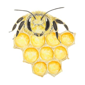 Watercolor illustration of bee and honey. Hand drawn and isolated on white background. Great for printing on fabric, postcards, invitations, menus, cosmetics, cooking books and more.