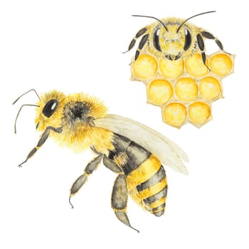 Watercolor illustration of bee and honey. Hand drawn and isolated on white background. Great for printing on fabric, postcards, invitations, menus, cosmetics, cooking books and more.