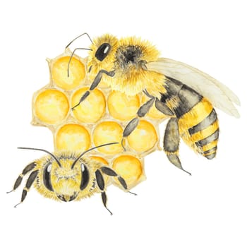 Watercolor illustration of bee and honey. Hand drawn and isolated on white background. Great for printing on fabric, postcards, invitations, menus, cosmetics, cooking books and more.