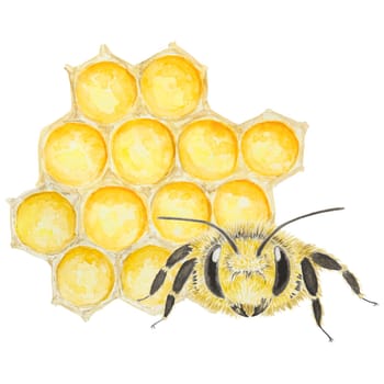 Watercolor illustration of bee and honey. Hand drawn and isolated on white background. Great for printing on fabric, postcards, invitations, menus, cosmetics, cooking books and more.