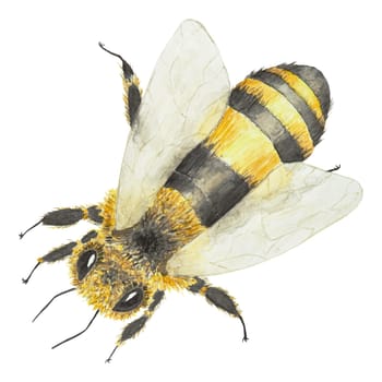 Watercolor illustration of bee. Hand drawn and isolated on white background. Great for printing on fabric, postcards, invitations, menus, cosmetics and more.