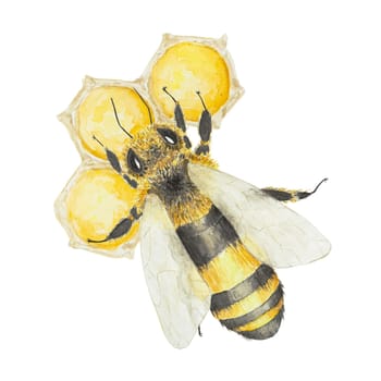 Watercolor illustration of bee and honey. Hand drawn and isolated on white background. Great for printing on fabric, postcards, invitations, menus, cosmetics, cooking books and more.