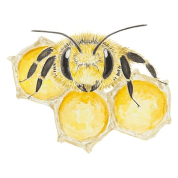 Watercolor illustration of bee and honey. Hand drawn and isolated on white background. Great for printing on fabric, postcards, invitations, menus, cosmetics, cooking books and more.